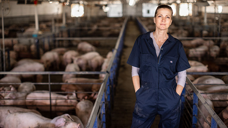 Worker in hog barn