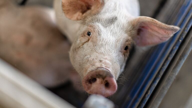 Indiana Swine Operation>