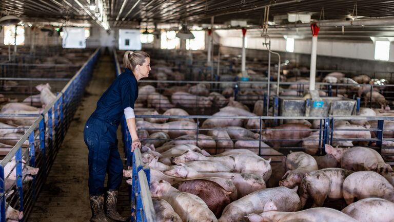 Swine Barn Upgrades to Address Efficiency, Regulatory Needs