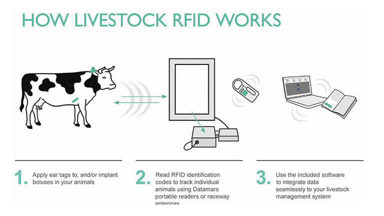 RFID Feeding>