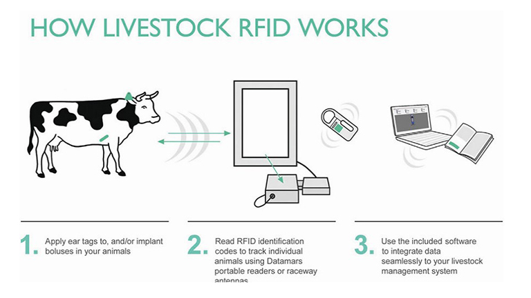 RFID Feeding