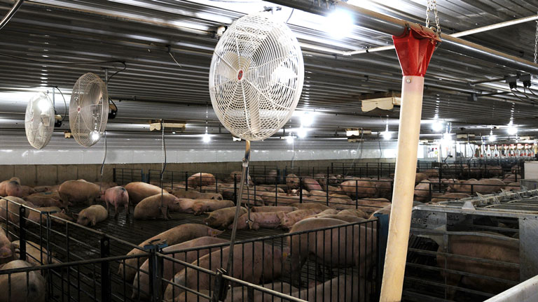 Farrowing Drop Feeders Farrowing Drop Feeders