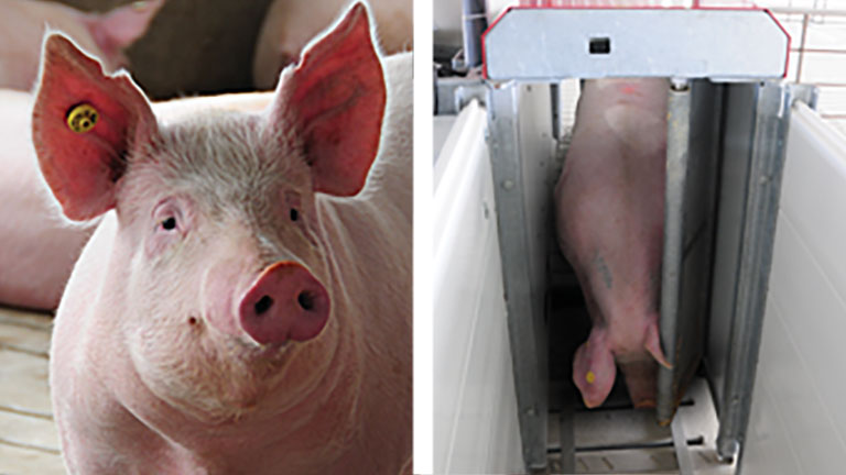 Electronic Sow Feeder