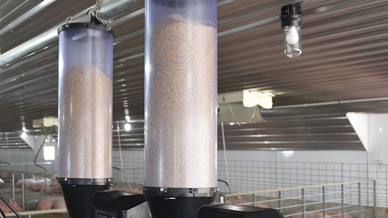Gestation Sow Feeder Gestation Sow Feeders