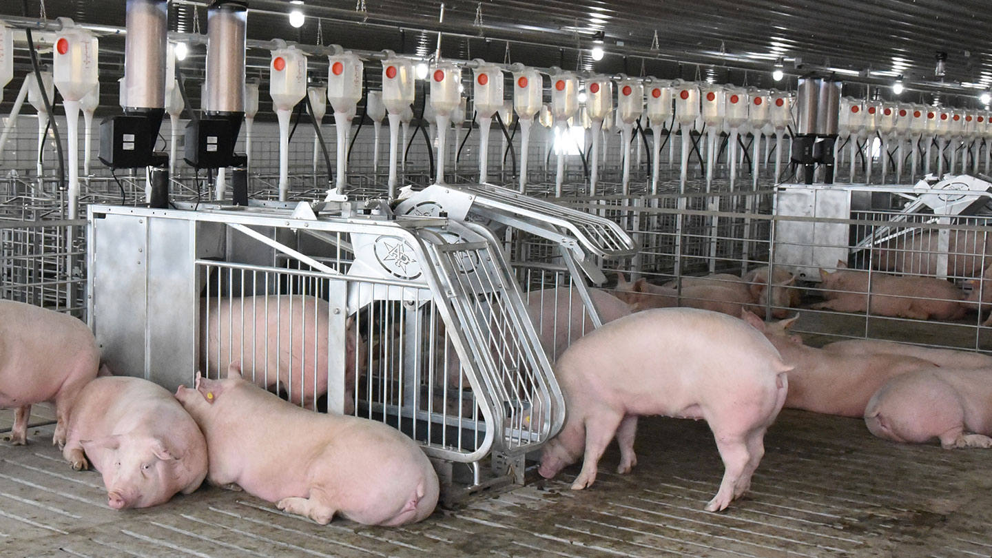 Gestation Sow Feeder