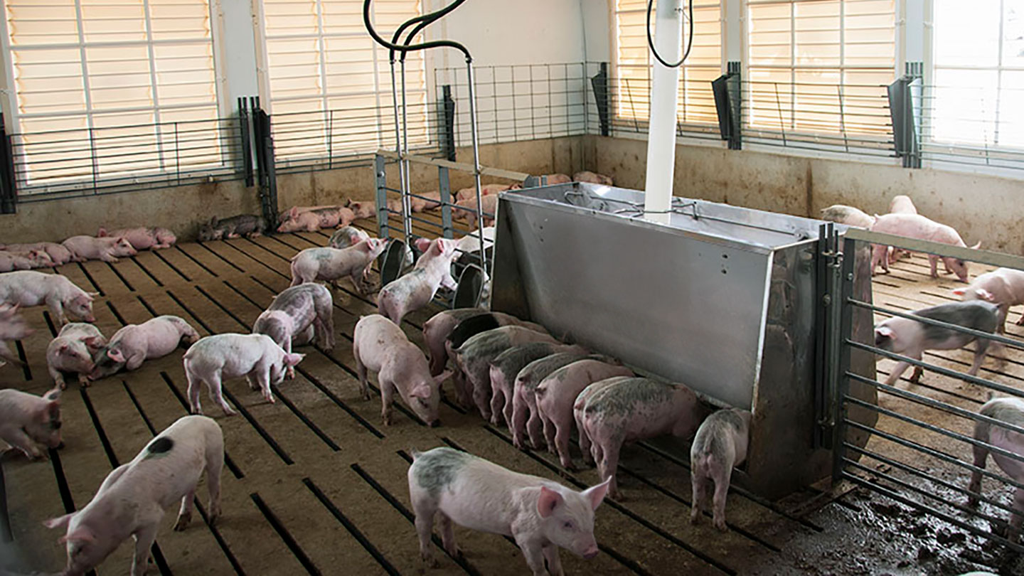 Pigs feeding from a wean-to-finish feeder