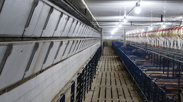 Positive Pressure Systems in a swine facility