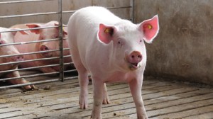 bio-security-768_985ab1