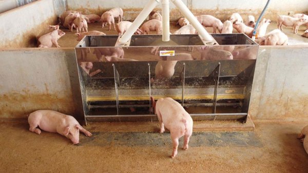 Terminación Hi-Flex