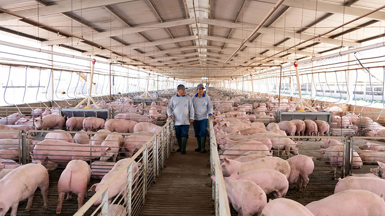 Suinocultores caminham num corredor de galpão de suínos, com os animais se alimentando e os equipamentos AP Agromarau.