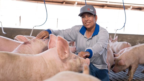 Alta performance na recria e terminação em granjas de suínos.