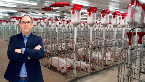 Como a automação redefine a eficiência na produção de proteína animal